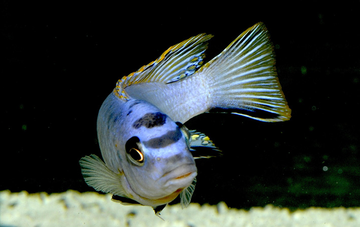 Tropheops sp. Elongatus Mazinzi m