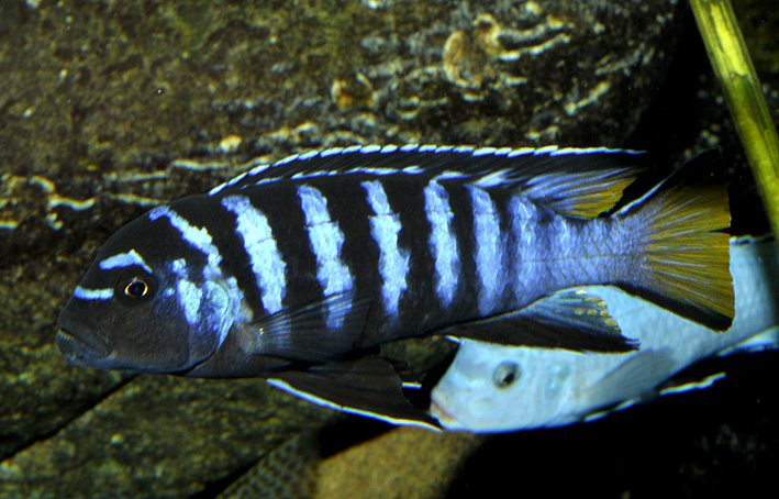 Chindongo elongatus Mpanga