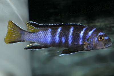 Maylandia flavicauda Cichlidae