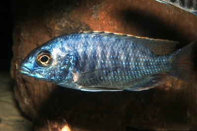 Protomelas fenestratus Cichlidae
