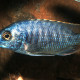 picture of Protomelas fenestratus