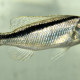 picture of Mylochromis formosus