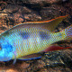 picture of Tramitichromis intermedius