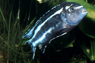 Pseudotropheus johannii Cichlidae