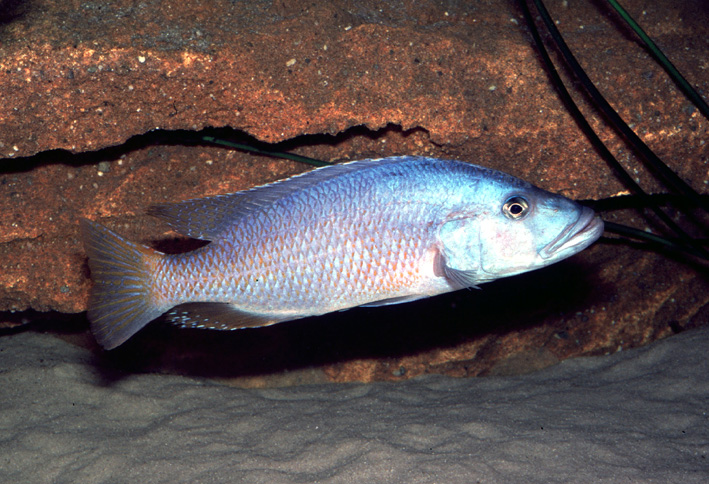 Tyrannochromis macrostoma