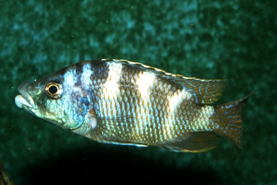 Placidochromis milomo Cichlidae