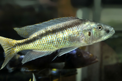 Champsochromis spilorhynchus Cichlidae