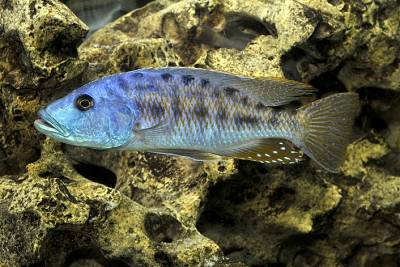 Tyrannochromis nigriventer Cichlidae