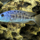 picture of Tyrannochromis nigriventer