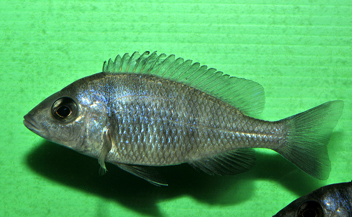 Placidochromis phenochilus Mdoka