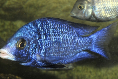 Placidochromis phenochilus Mdoka Cichlidae