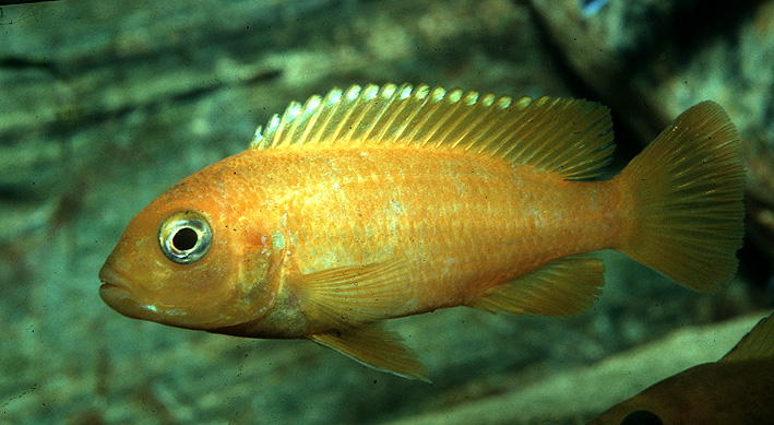 Chindongo saulosi