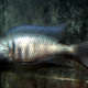 picture of Otopharynx selenurus