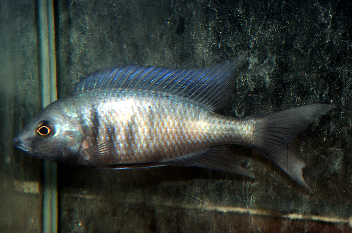 Otopharynx selenurus