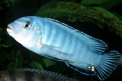 Chindongo socolofi Cichlidae