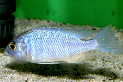 Placidochromis sp. Blue Hongi Cichlidae