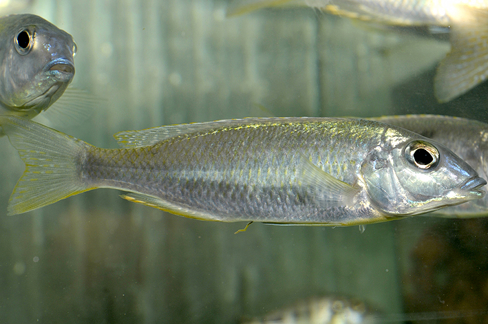 Mylochromis sp. Torpedo Blue Tanzanie