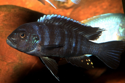 Dolphin Cichlidae