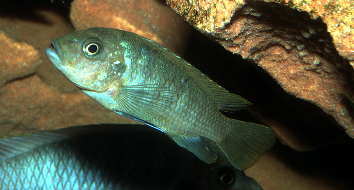 Maylandia sp. Patricki