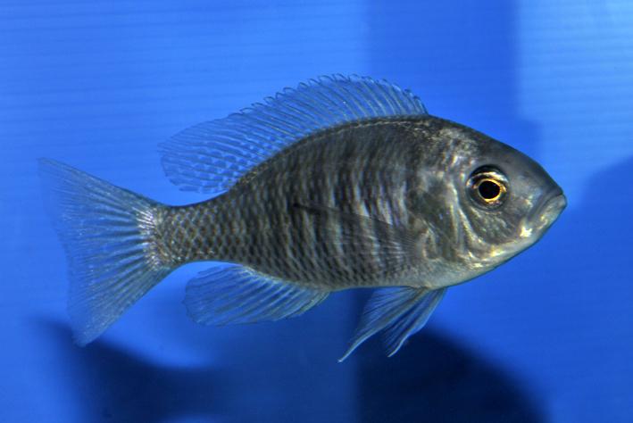 Protomelas sp. "Steveni"