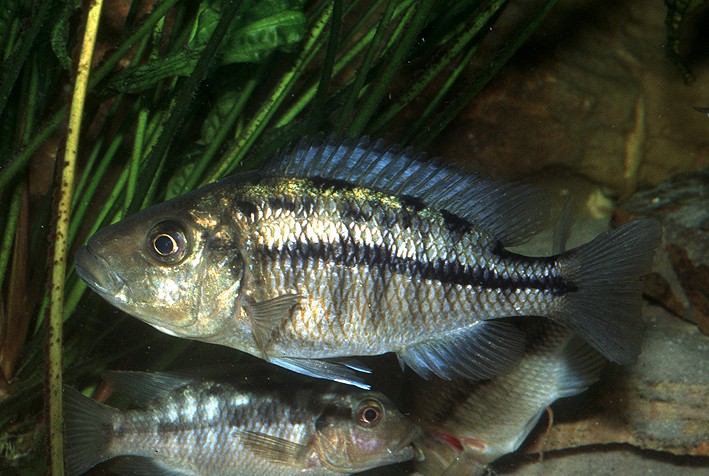 Protomelas taeniolatus