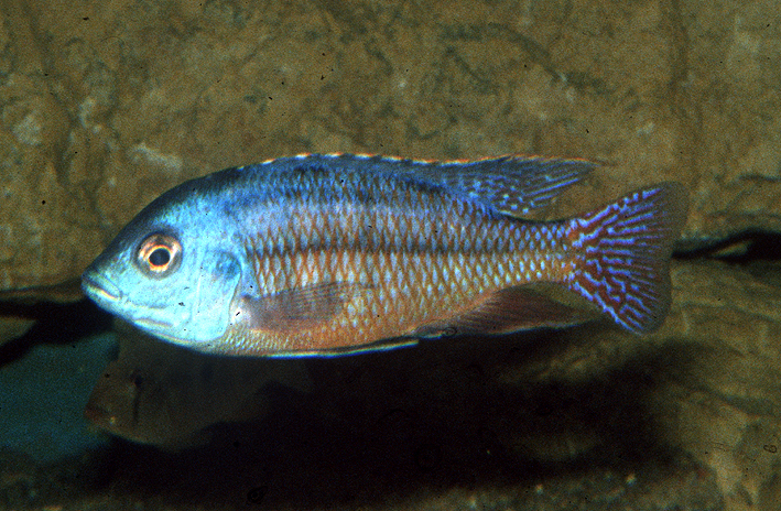 Protomelas taeniolatus