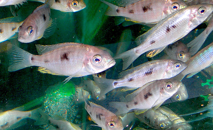 Otopharynx tetraspilus