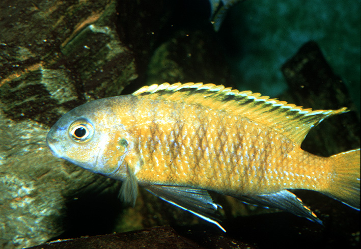 Tropheops sp. Red fin