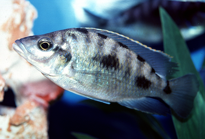 Otopharynx walteri Nakatenga