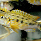 picture of Pseudotropheus williamsi