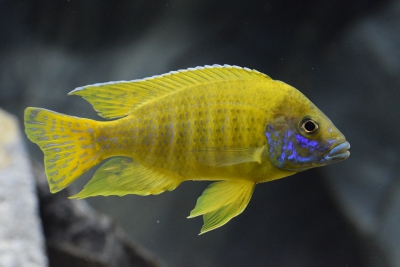 Aulonocara baenschi Cichlidae