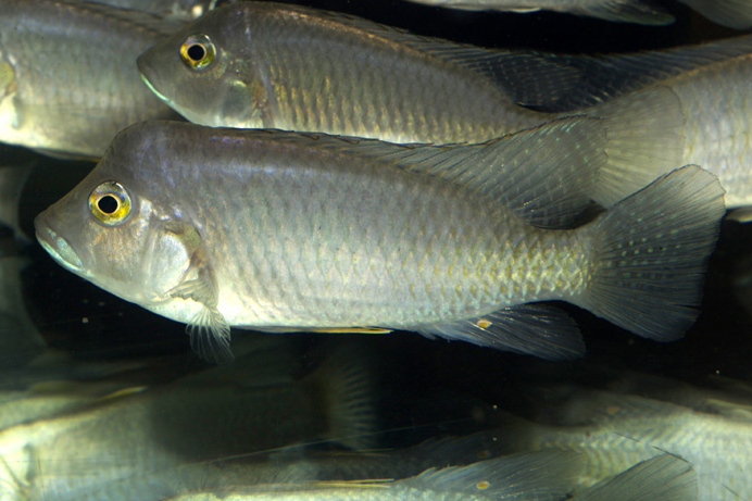 Ctenochromis polli