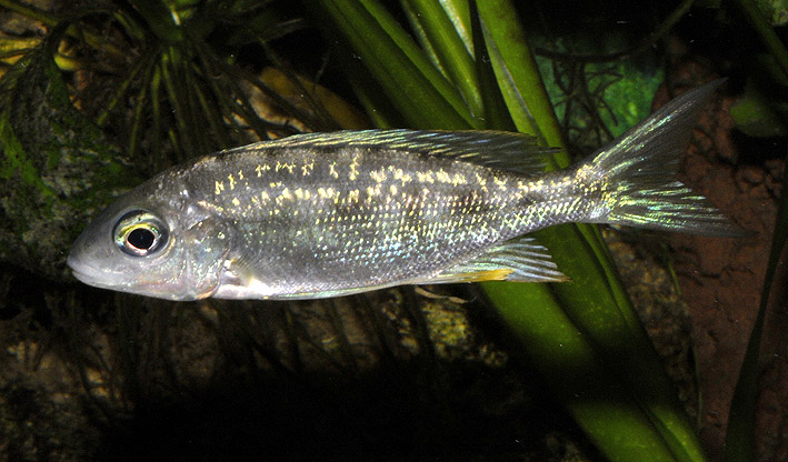 Cyathopharynx furcifer