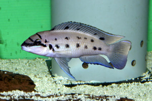 Chalinochromis sp. Ndobhoi Karilani