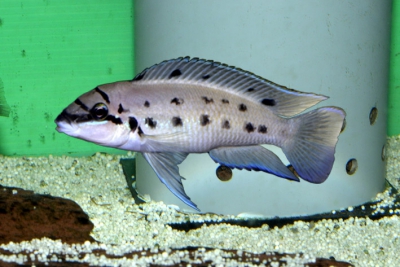 Chalinochromis sp. Ndobhoi Karilani Cichlidae