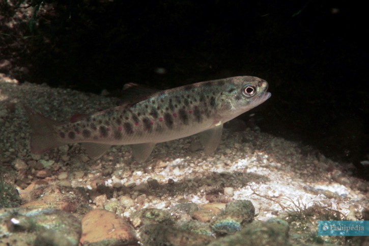 Salmo trutta - trota atlantica