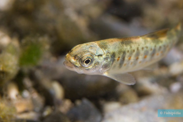 Salmo trutta - trota atlantica