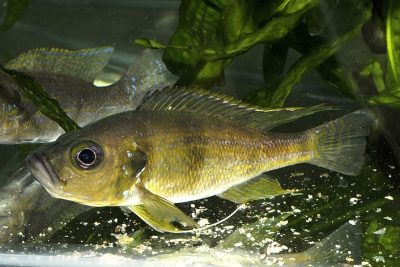 Greenwoodochromis bellcrossi Cichlidae