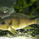 picture of Greenwoodochromis bellcrossi