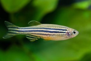 Danio rerio