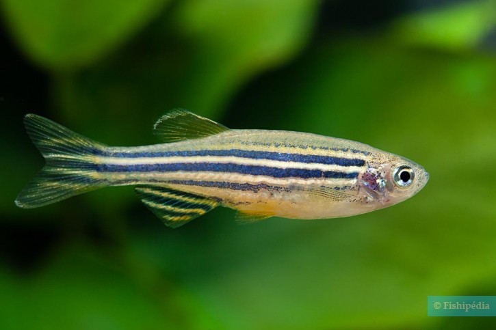 Danio rerio