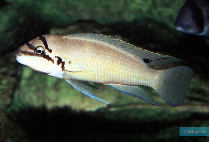 Chalinochromis brichardi