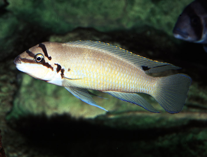 Chalinochromis brichardi