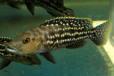 Lepidiolamprologus elongatus Cichlidae