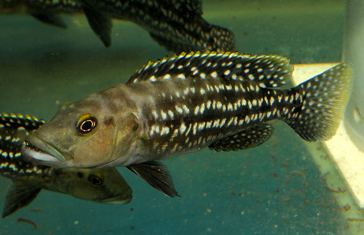 Lepidiolamprologus elongatus