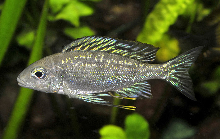 Cyathopharynx furcifer