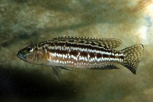 Lepidiolamprologus kendalli