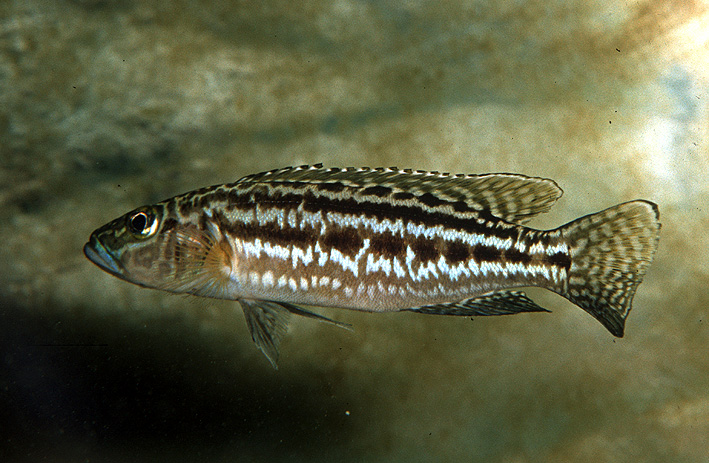 Lepidiolamprologus kendalli