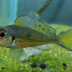 picture of Callochromis melanostigma