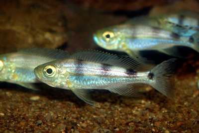 Haplotaxodon microlepis Cichlidae